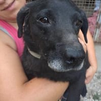 HUGH liebenswerter ,ruhiger Rüde, Hund zur Adoption