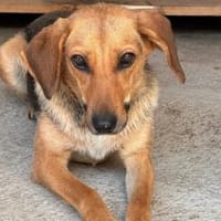 Zartes Gretchen sucht Schutzzone, Hündin zur Adoption