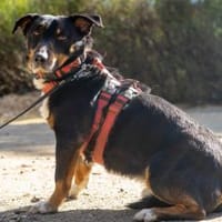 Alfi, Hund zur Adoption