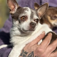 Cookie, Hund zur Adoption