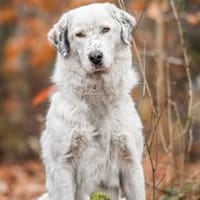 Leopold steckt voller Leben, Hund zur Adoption