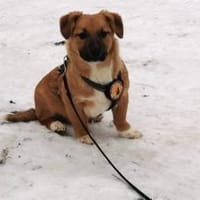 Herr Schröder wartet auf Dich, Hund zur Adoption