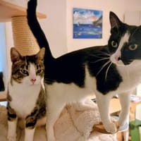 Hugo & Nube - schmusige Stubentiger, Kater zur Adoption