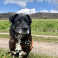 Unkomplizierter Keks ist ein Goldschatz, Hund zur Adoption