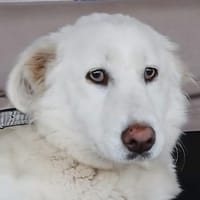 Tamy - eine tapfere Überlebenskünstlerin, Hündin zur Adoption