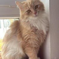 Dana, Katze zur Adoption