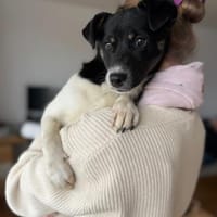 Ari, aufgeschlossener Sonnenschein, 6M, Hund zur Adoption