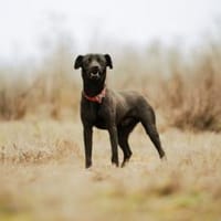 Mr. Néró, schwarzer Schönling, ca. 5 Jah, Hund zur Adoption