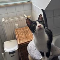 Flori, verschmuster Herzenskater, ca.1J, Kater zur Adoption