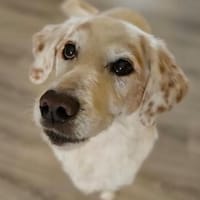 Zauberhafter Jimmy sucht ein Zuhause, Hund zur Adoption