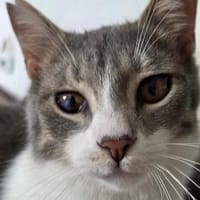 Alby, soziales Entdeckerherz, ca. 8 Mon., Kater zur Adoption