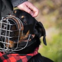 Foxy-Charakterhund sucht klare Führung, Hund zur Adoption