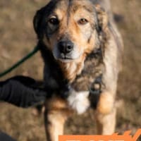 Flame - Zuckerschnute sucht Singleplatz, Hund zur Adoption