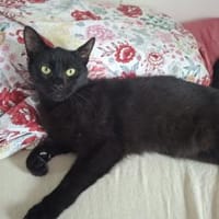 Kater NEO 3 J. sucht Familie, Kater zur Adoption