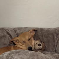 Juna - mit Video, Hündin zur Adoption