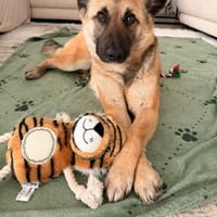 Gibst du Rose ein Zuhause?, Hündin zur Adoption