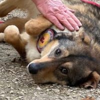 Gibst du Gisberti ein weiches Körbchen?, Hündin zur Adoption