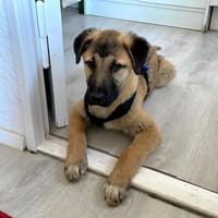 Cintia, menschenbezogen, freundlich ..., Hündin zur Adoption