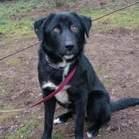 Rocco ❤liebes Kerlchen wartet PLZ 89077, Hund zur Adoption