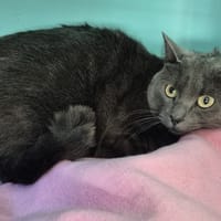 SPIKE, chat à adopter