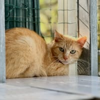 Palou, chat à adopter