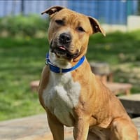 Pop up, chienne à adopter