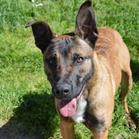 GUN CHAO, chien à adopter