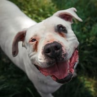 GOLIATH, chien à adopter