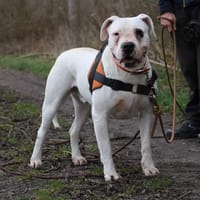 GOLIATH, chien à adopter