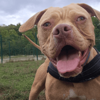 TWIST, chien à adopter