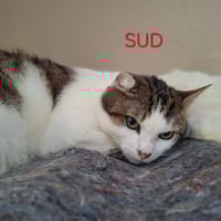 Sud, chat à adopter