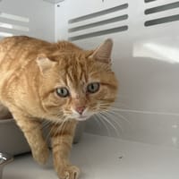 FLAMBY, chat à adopter
