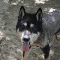 JOHNNY CHAO, chien à adopter