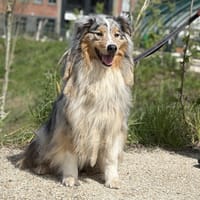 PLUME, chienne à adopter