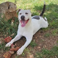 BASILE, chien à adopter