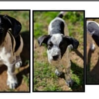 ZACKY, chien à adopter