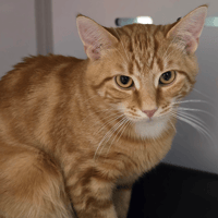 MIEL, chat à adopter