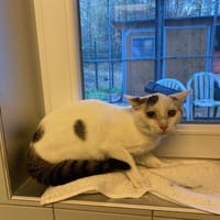 ZELDA, chat à adopter