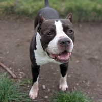 NITRO, chien à adopter