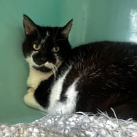 Jonquille [FIV+], chat à adopter
