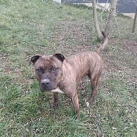 Barry, chien à adopter