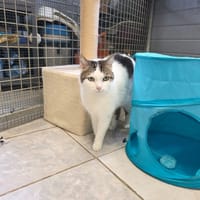 LOULOU, chat à adopter