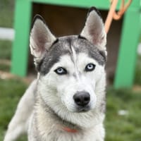 BLUE, chienne à adopter