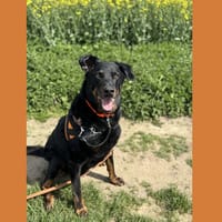 L'MALBROUK HAA24739, chien à adopter