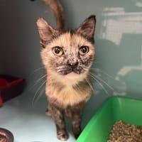 LOUNA, chatte à adopter