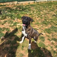 TERRY, chien à adopter