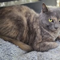 Praline, chatte à adopter