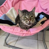 CACHOU, chat à adopter