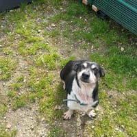 ESKARA, chienne à adopter