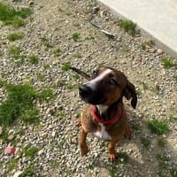 ISA, chienne à adopter